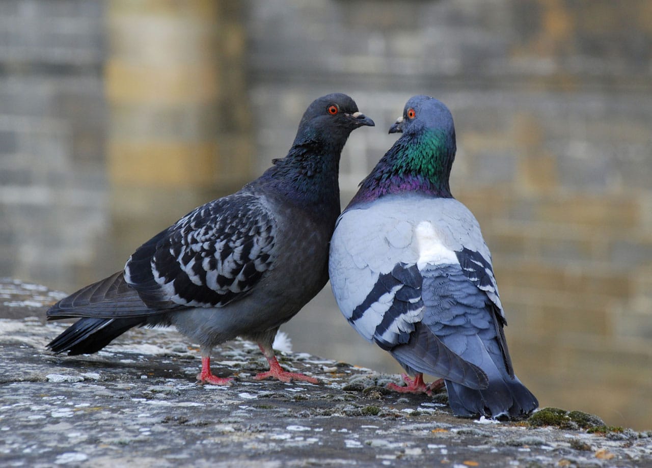 Pigeon Poop Feces Toxic